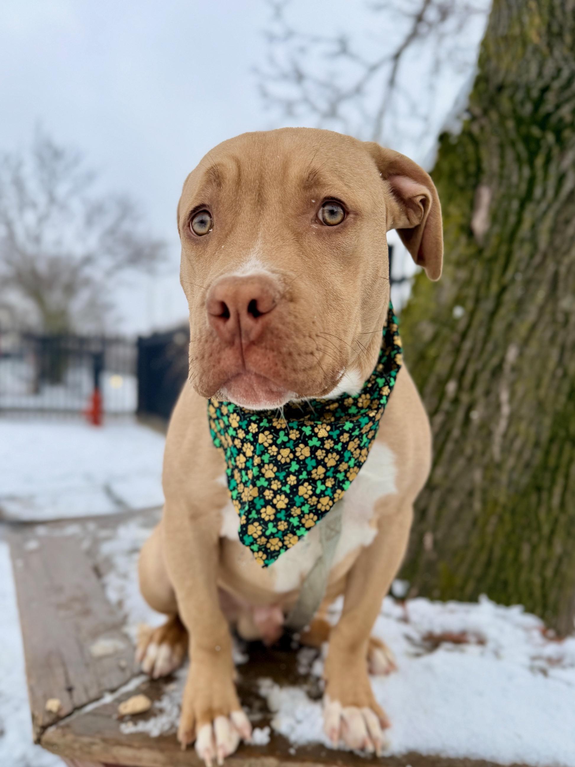 Buster , an adopted mixed breed in Buffalo, NY image 5/6