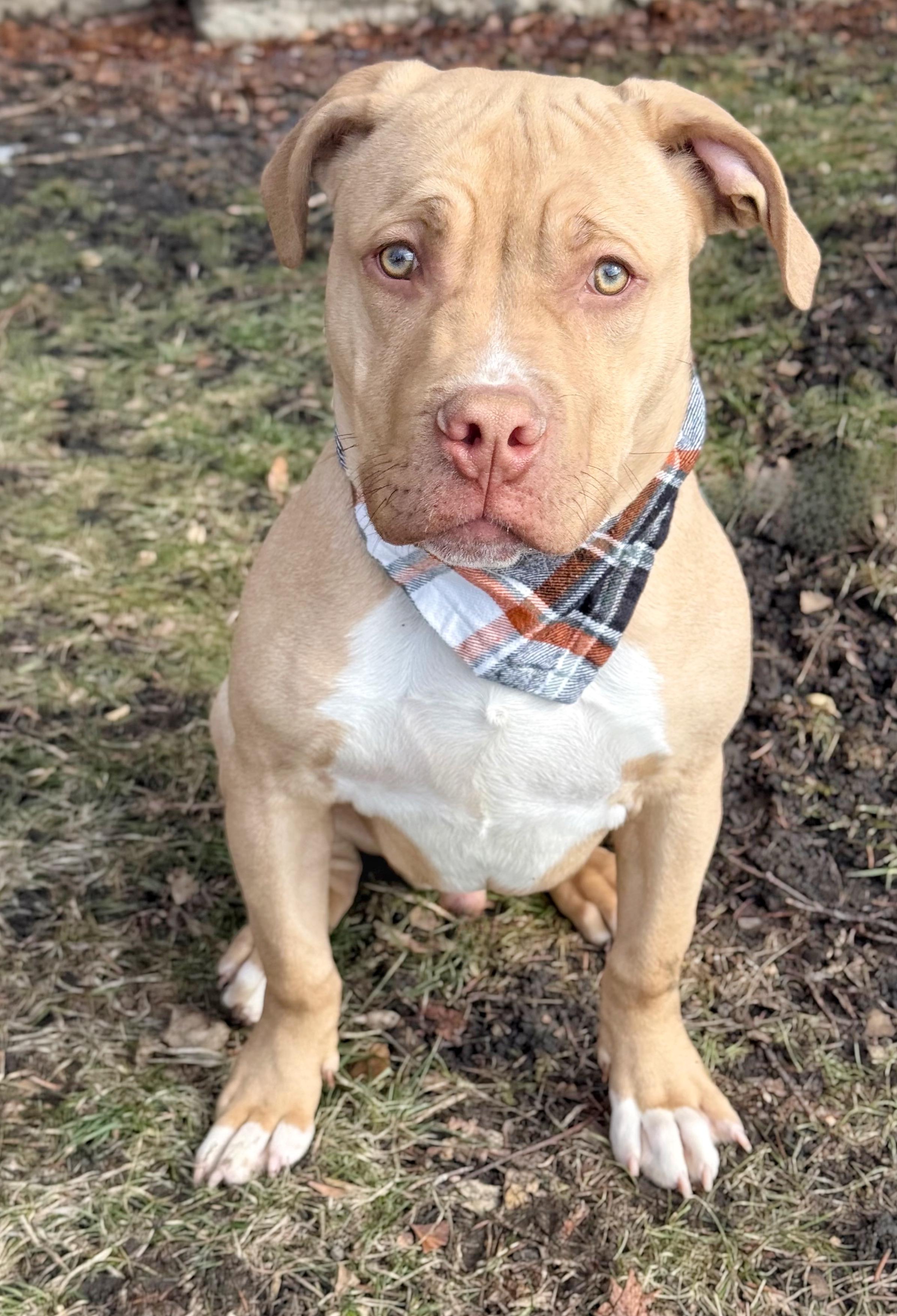 Buster , an adopted mixed breed in Buffalo, NY image 2/6