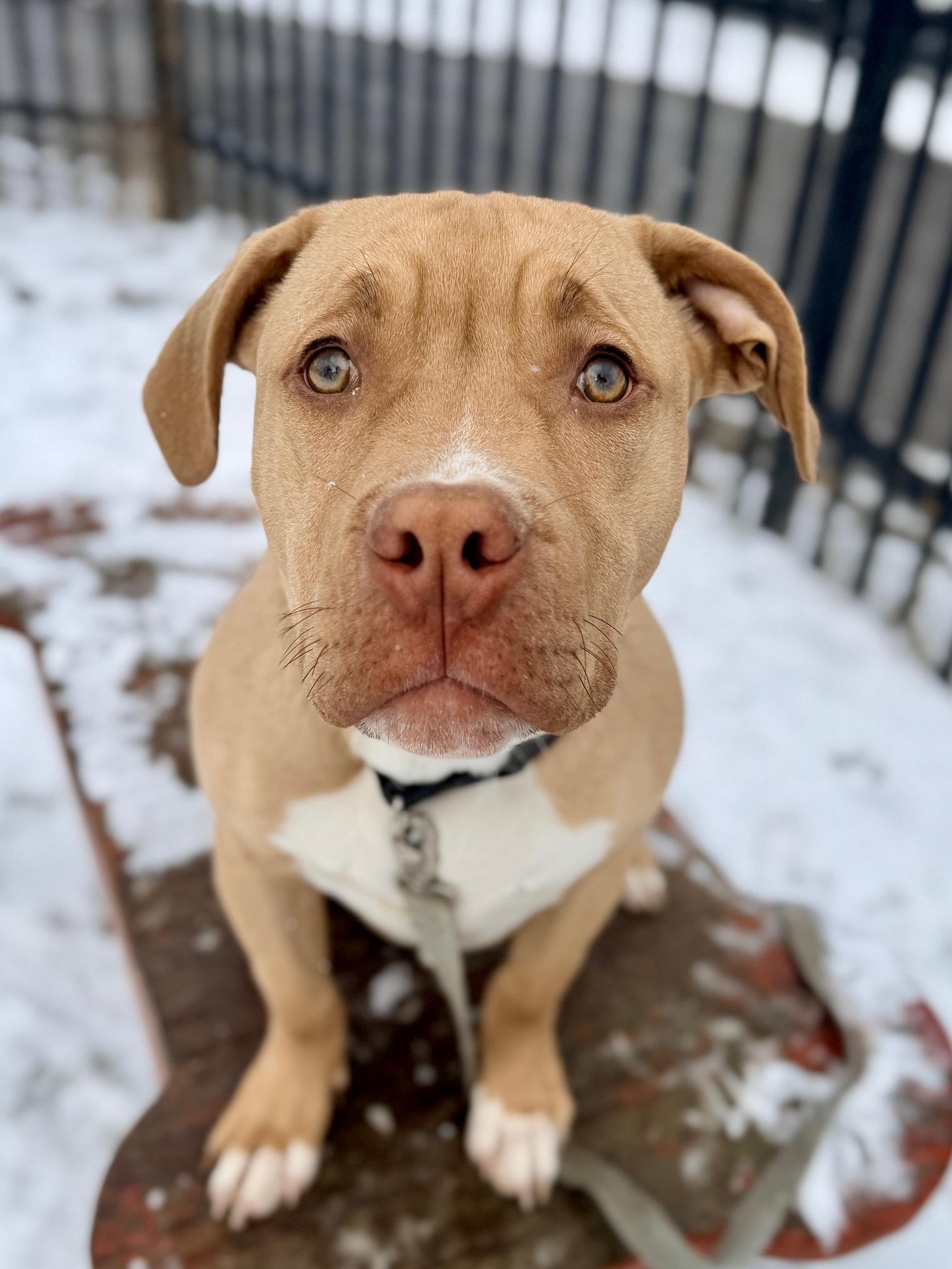 Buster , an adopted mixed breed in Buffalo, NY image 6/6