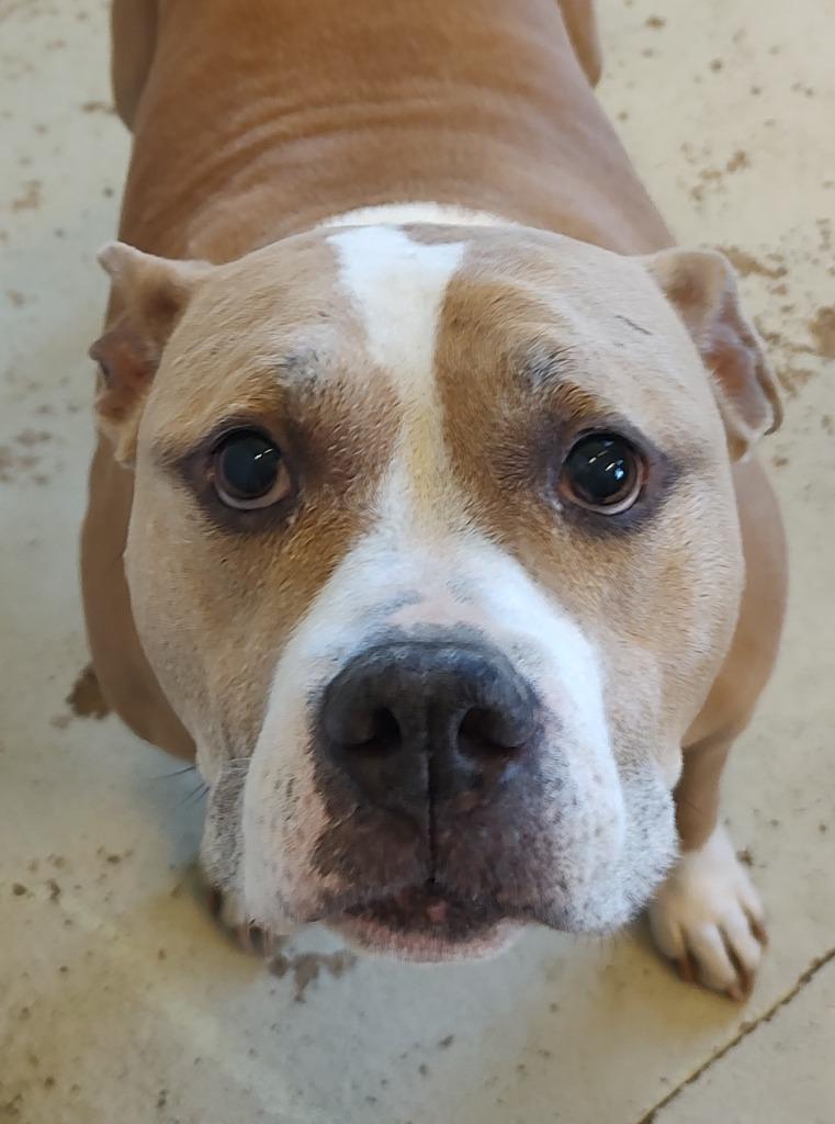 Enlarge Pheonyx, a Adoptable English Bulldog in Quincy, CA image 1/1