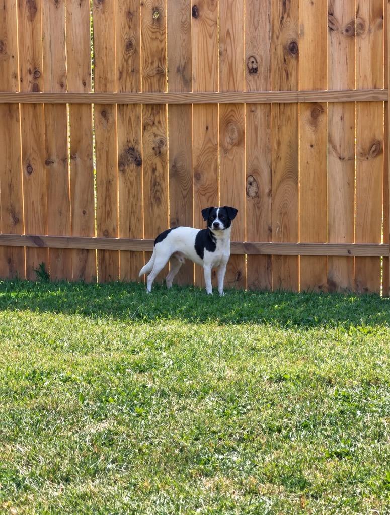 Toby, Adoptable, Adult Male Chihuahua & Boston Terrier.