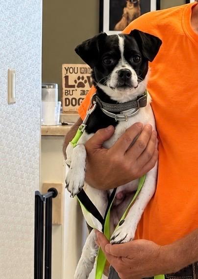Enlarge Toby, a Adoptable mixed breed in Centralia, IL image 3/3