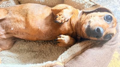Enlarge Bug, a ADOPTABLE Dachshund in Portland, OR image 2/3