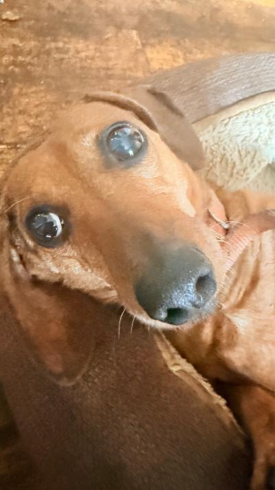 Bug, ADOPTABLE, Senior Female Dachshund.