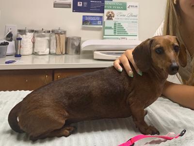 Enlarge Bug, a ADOPTABLE Dachshund in Portland, OR image 3/3