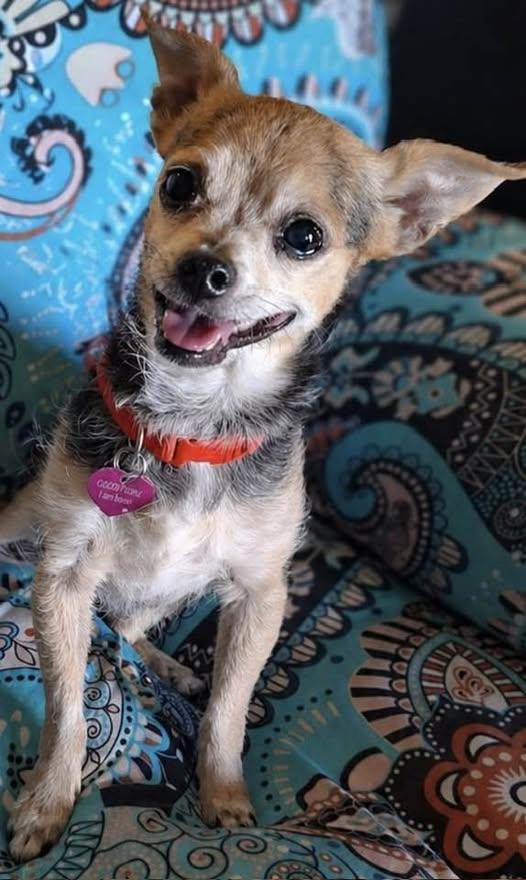 Enlarge Turner, an adopted mixed breed in Las Vegas, NV image 1/1
