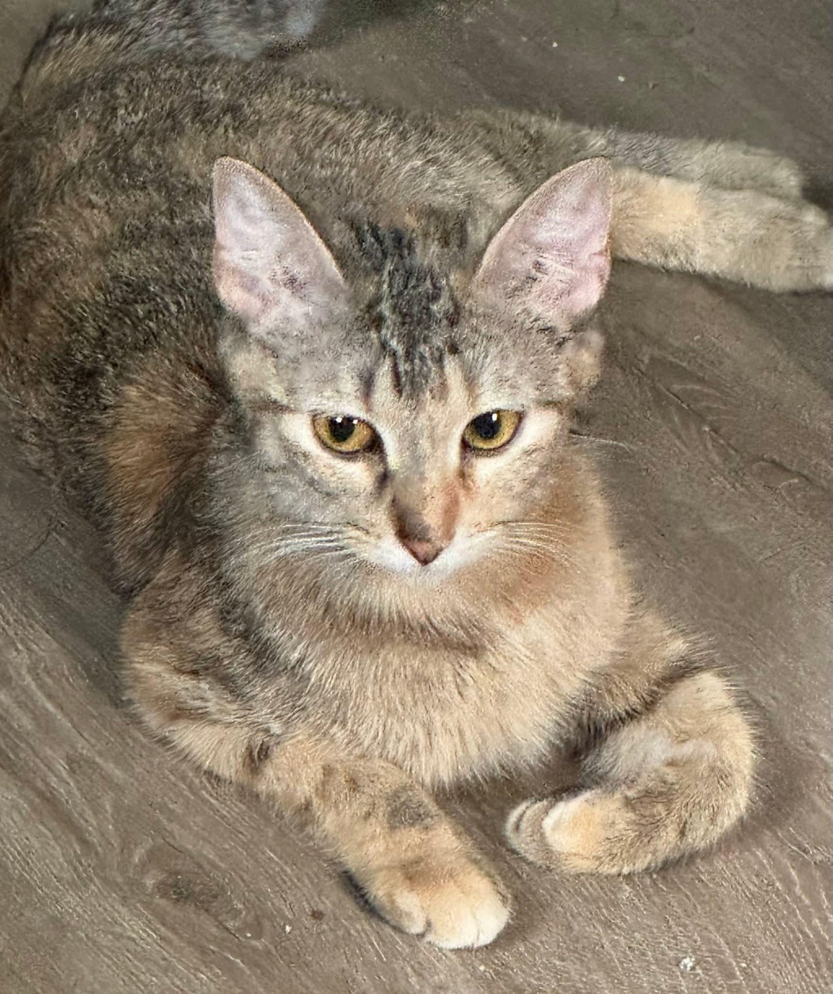 Caroline, Adult Female Domestic Short Hair