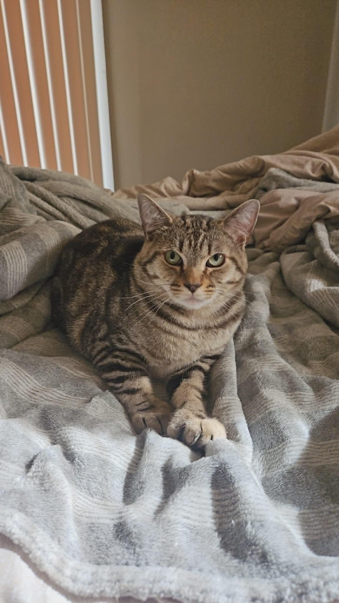 Enlarge Oliver, a ADOPTABLE Domestic Short Hair in Wakefield, QC image 3/6