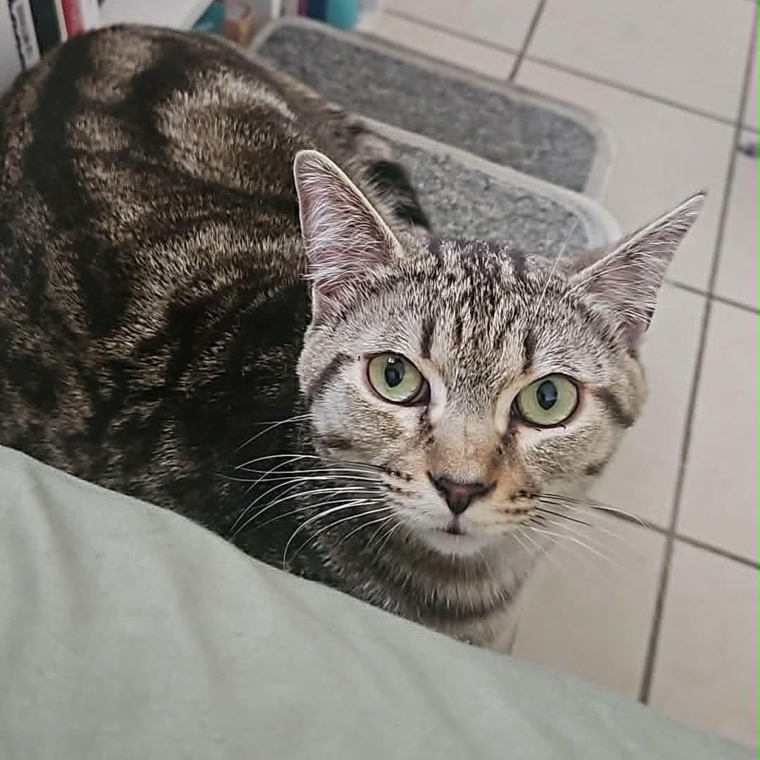 Enlarge Oliver, a ADOPTABLE Domestic Short Hair in Wakefield, QC image 2/5