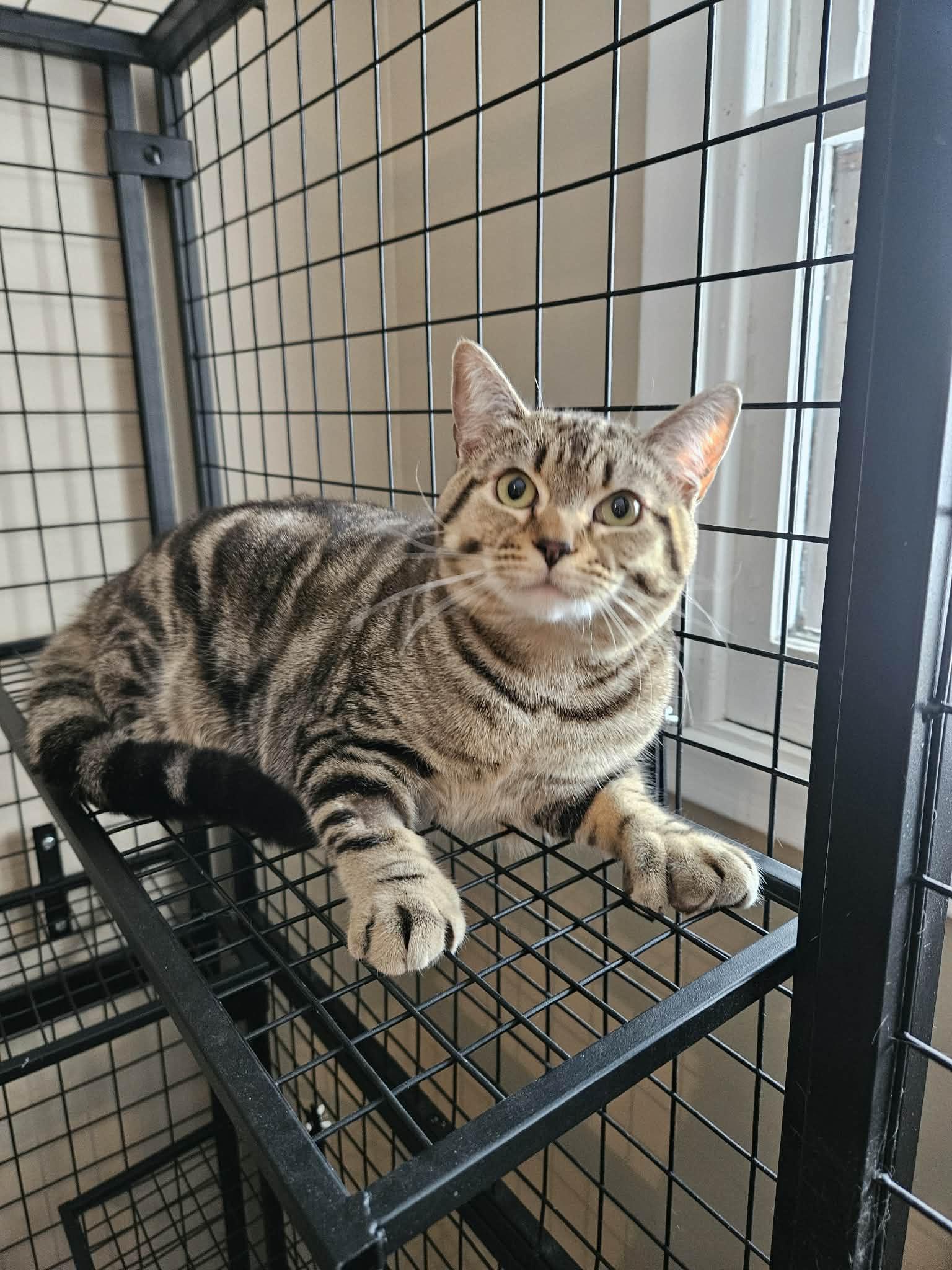 Enlarge Oliver, a ADOPTABLE Domestic Short Hair in Wakefield, QC image 2/2