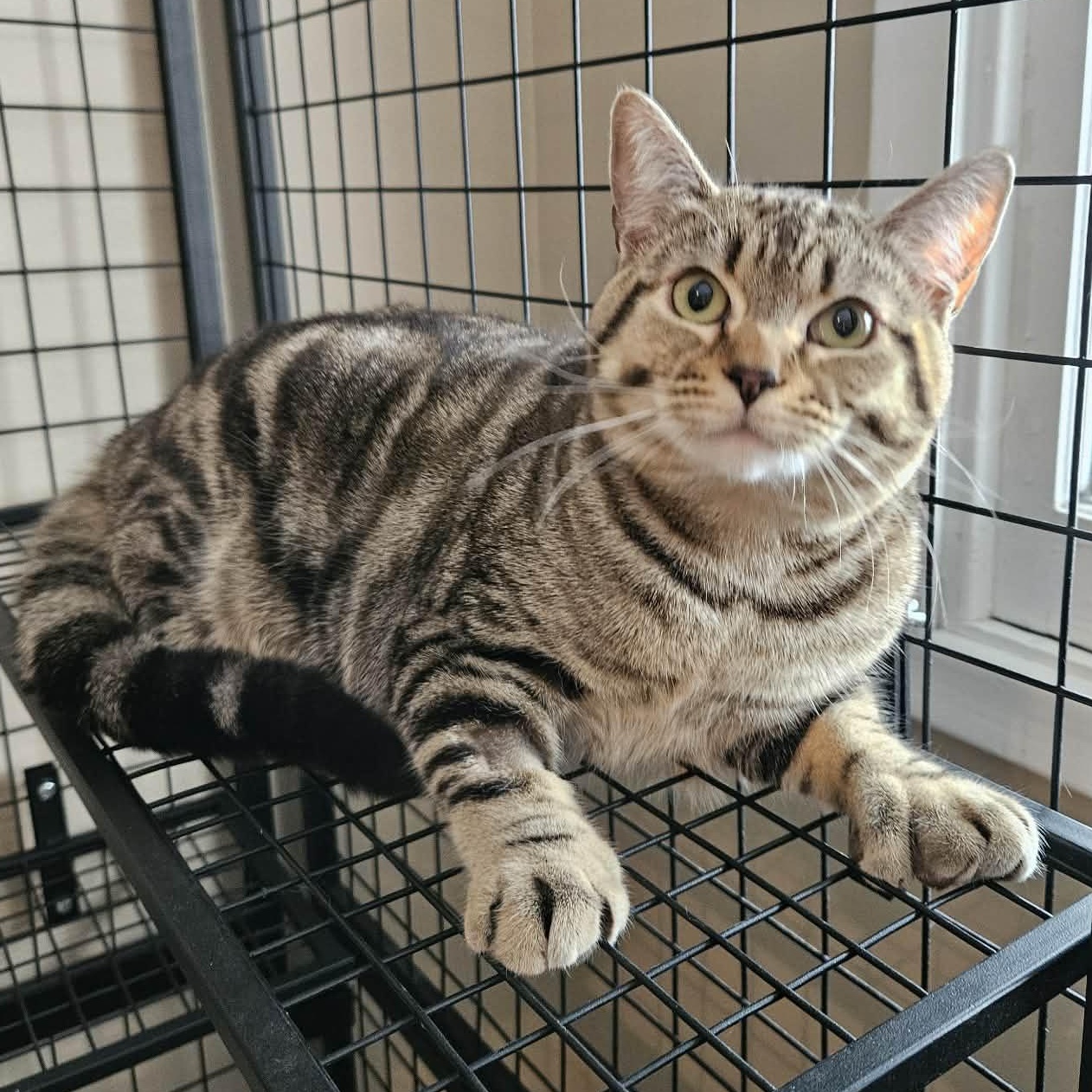 Enlarge Oliver, a ADOPTABLE Domestic Short Hair in Wakefield, QC image 4/5
