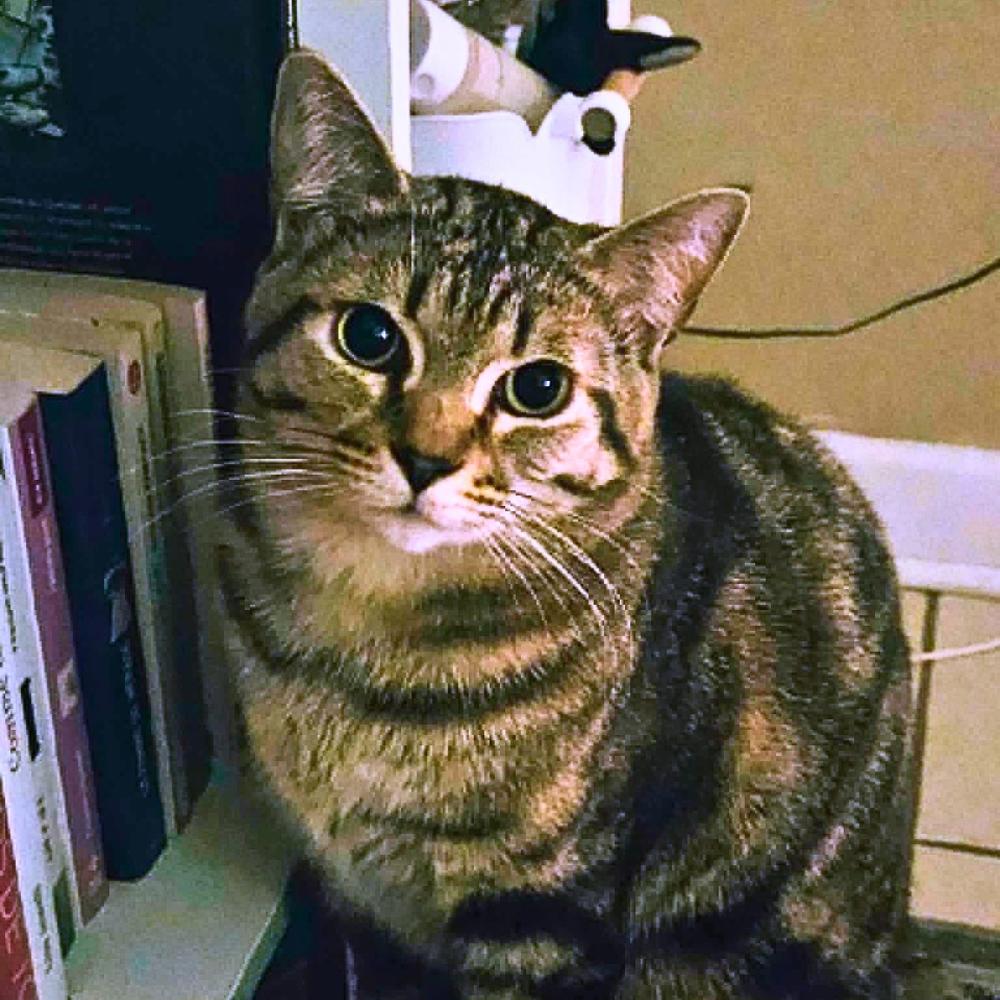 Enlarge Oliver, a ADOPTABLE Domestic Short Hair in Wakefield, QC image 1/5