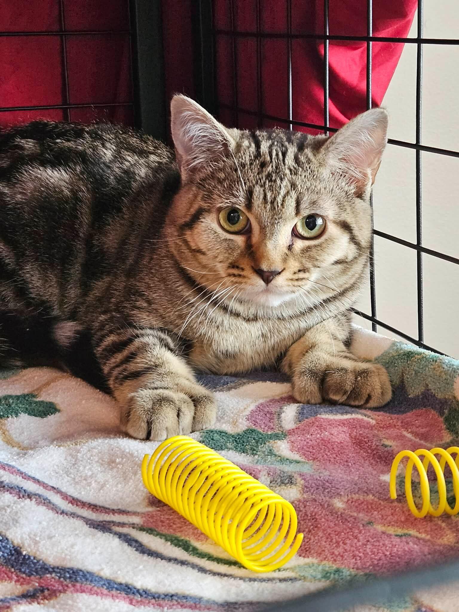 Oliver, ADOPTABLE, Young Male Domestic Short Hair.