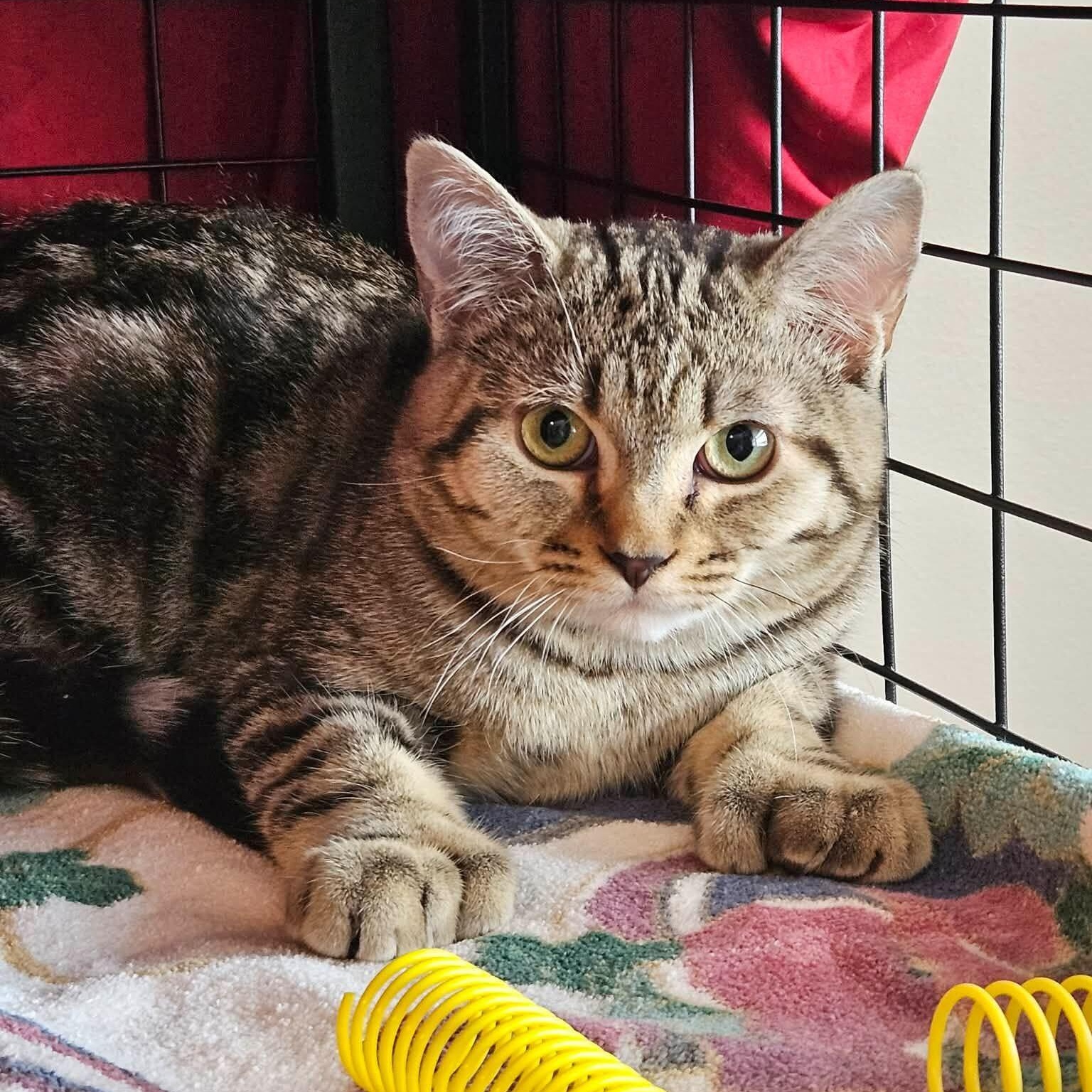 Enlarge Oliver, a ADOPTABLE Domestic Short Hair in Wakefield, QC image 5/5