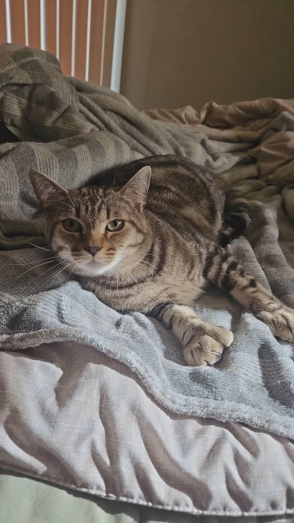 Enlarge Oliver, a ADOPTABLE Domestic Short Hair in Wakefield, QC image 4/6