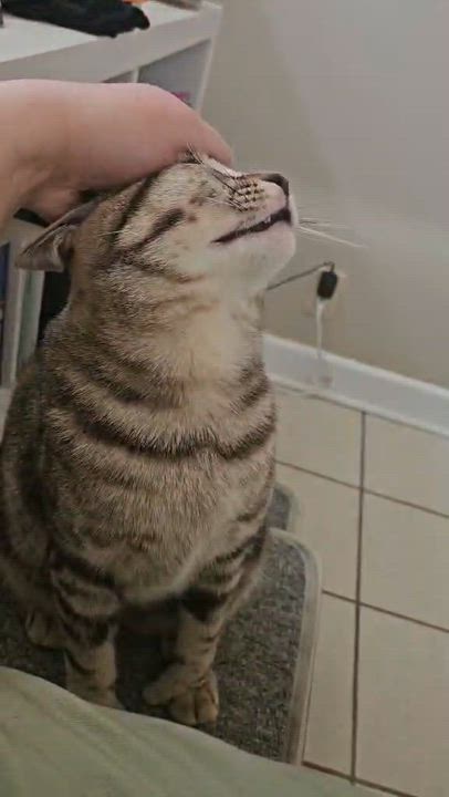 Enlarge Oliver, a ADOPTABLE Domestic Short Hair in Wakefield, QC video 3/5