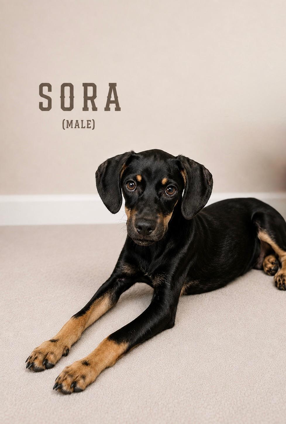 Sora, Adoptable, Young Male Doberman Pinscher & Black and Tan Coonhound.