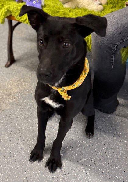 Valka, Adoptable, Adult Female Labrador Retriever.