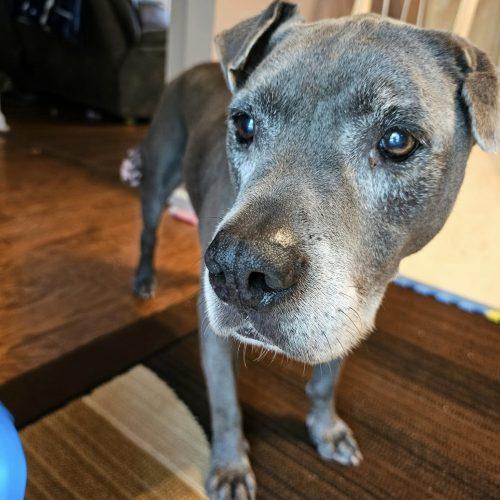 Soldier, Adoptable, Senior Male Mixed Breed.