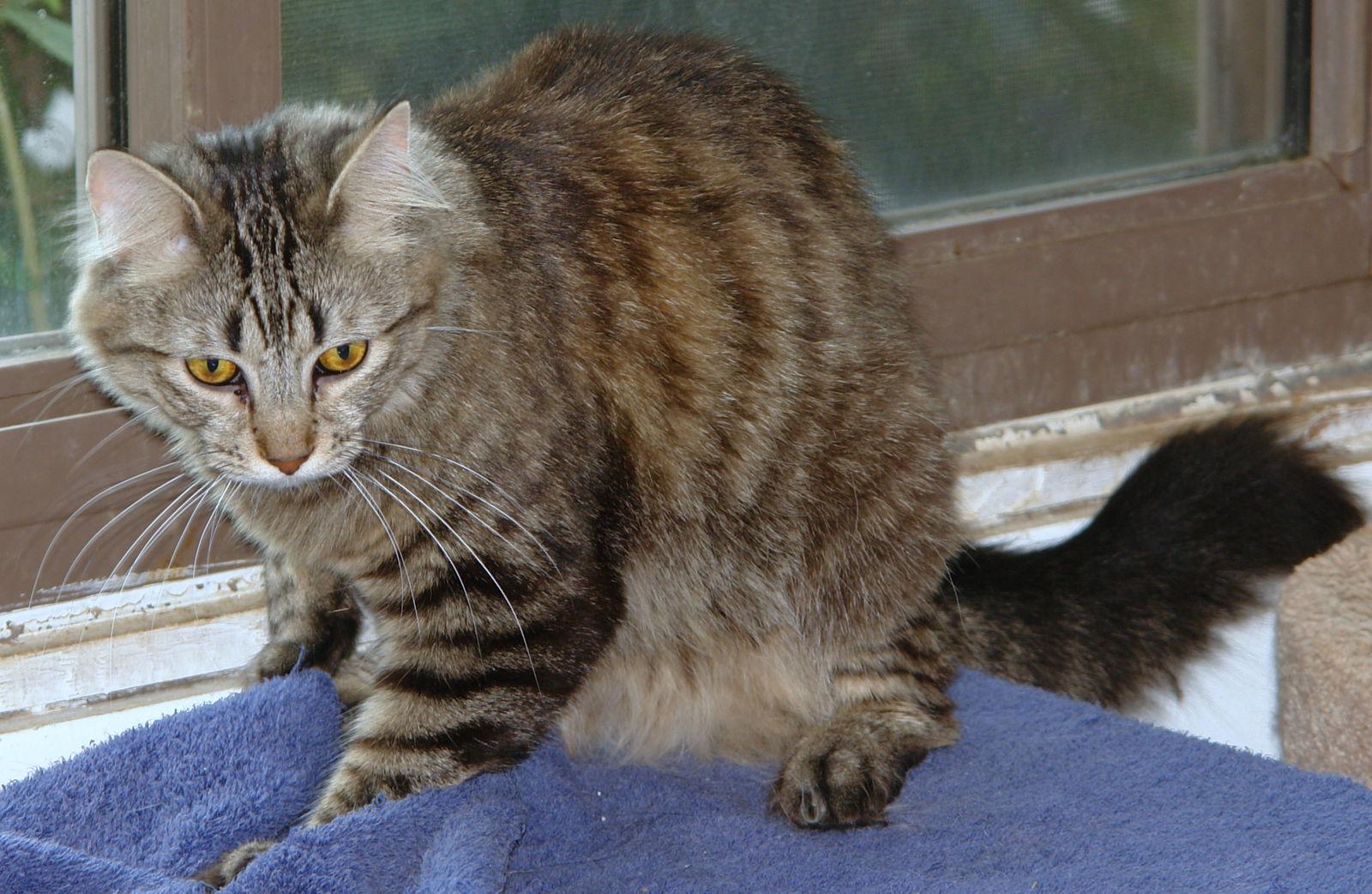Athena, Adoptable, Adult Female Domestic Medium Hair & Domestic Short Hair.