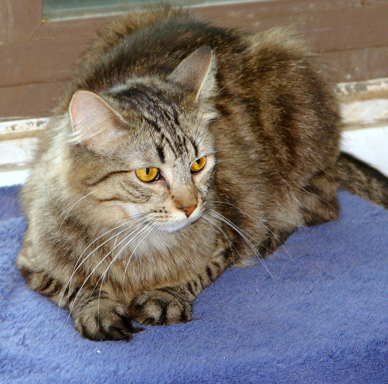 Athena, Adoptable, Adult Female Domestic Medium Hair & Domestic Short Hair.