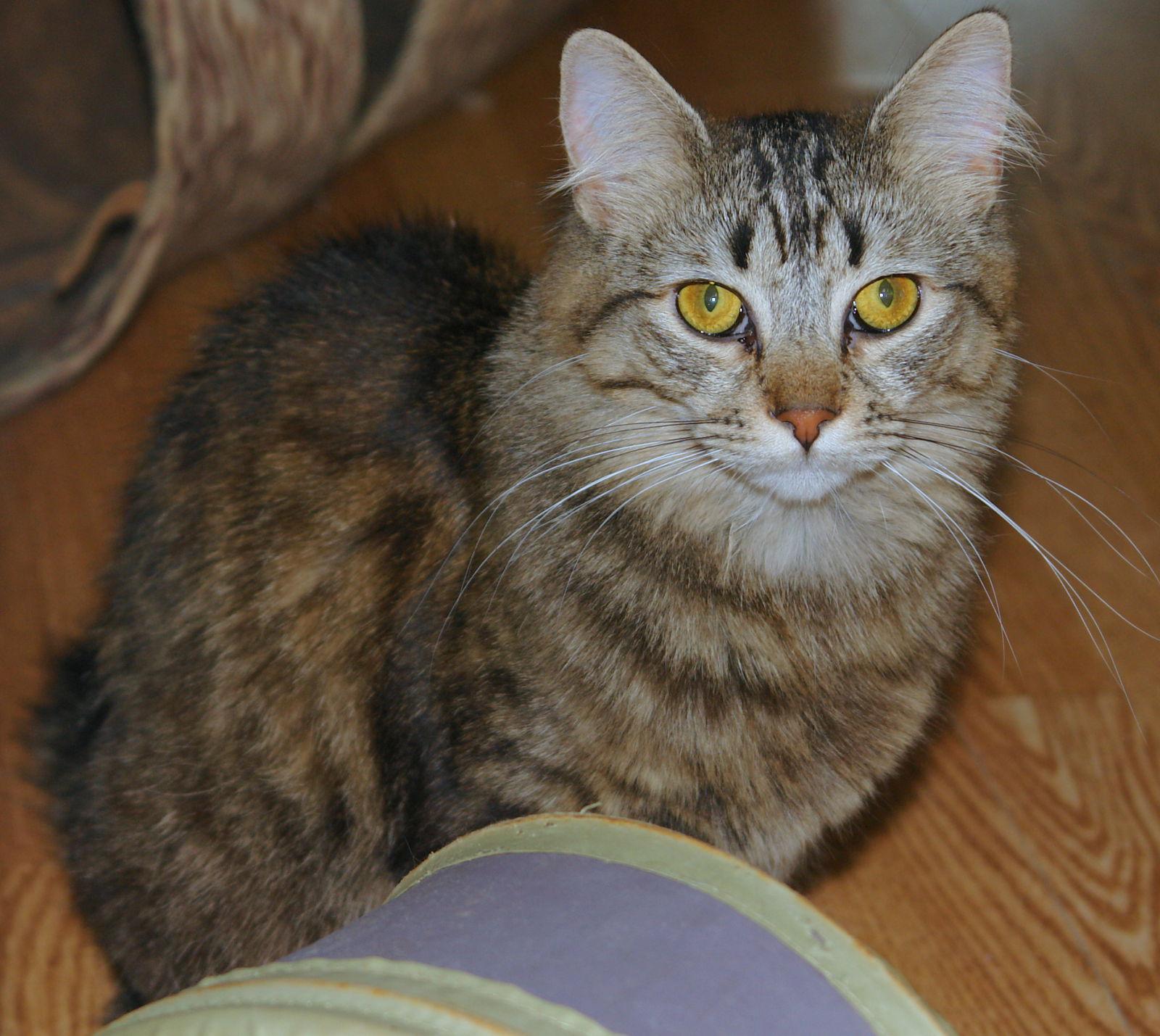 Athena, Adoptable, Adult Female Domestic Medium Hair & Domestic Short Hair.