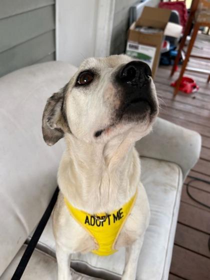 Diamond — thumbnail 2