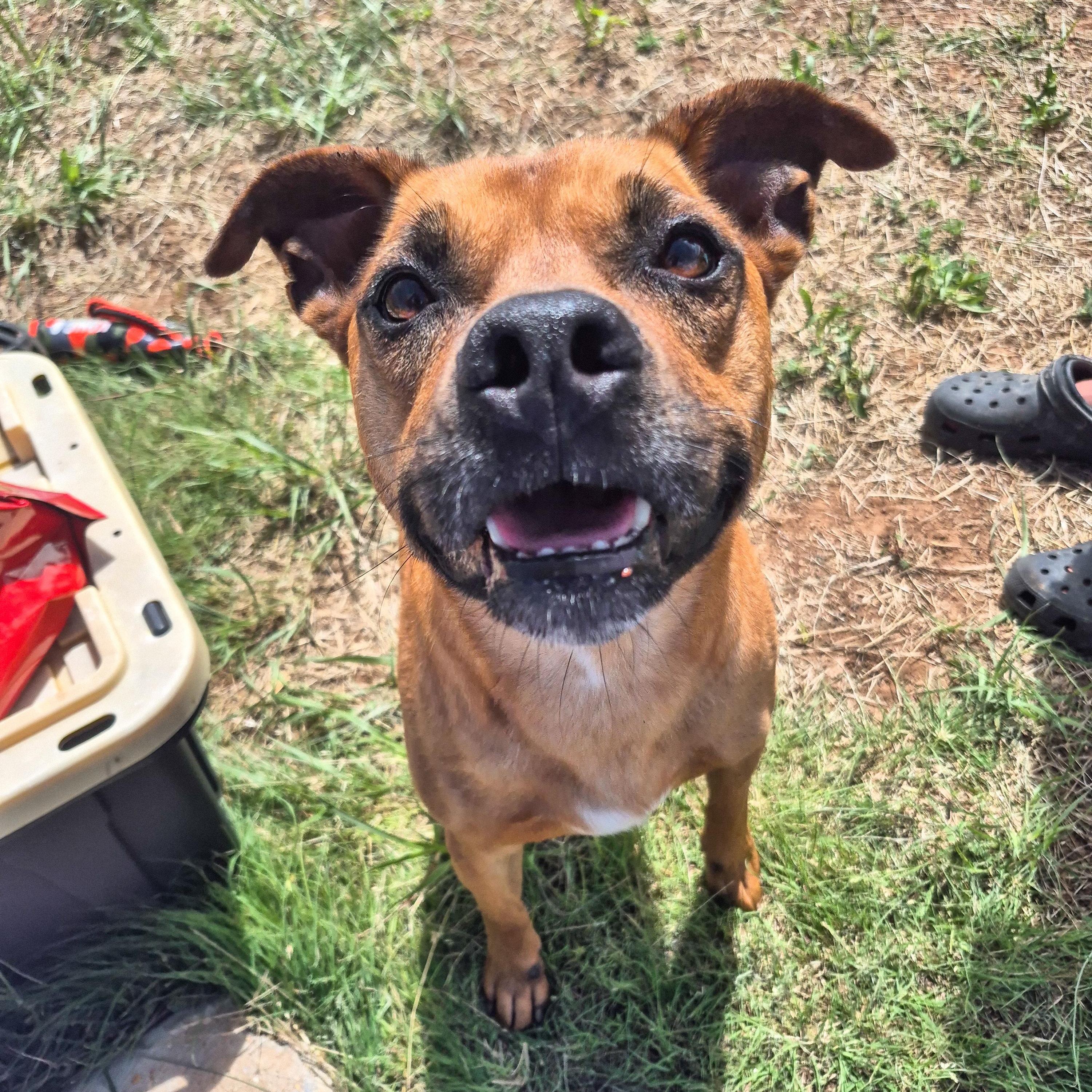 Rusty, an adoptable Mixed Breed in Canyon, TX, 79015 | Photo Image 3