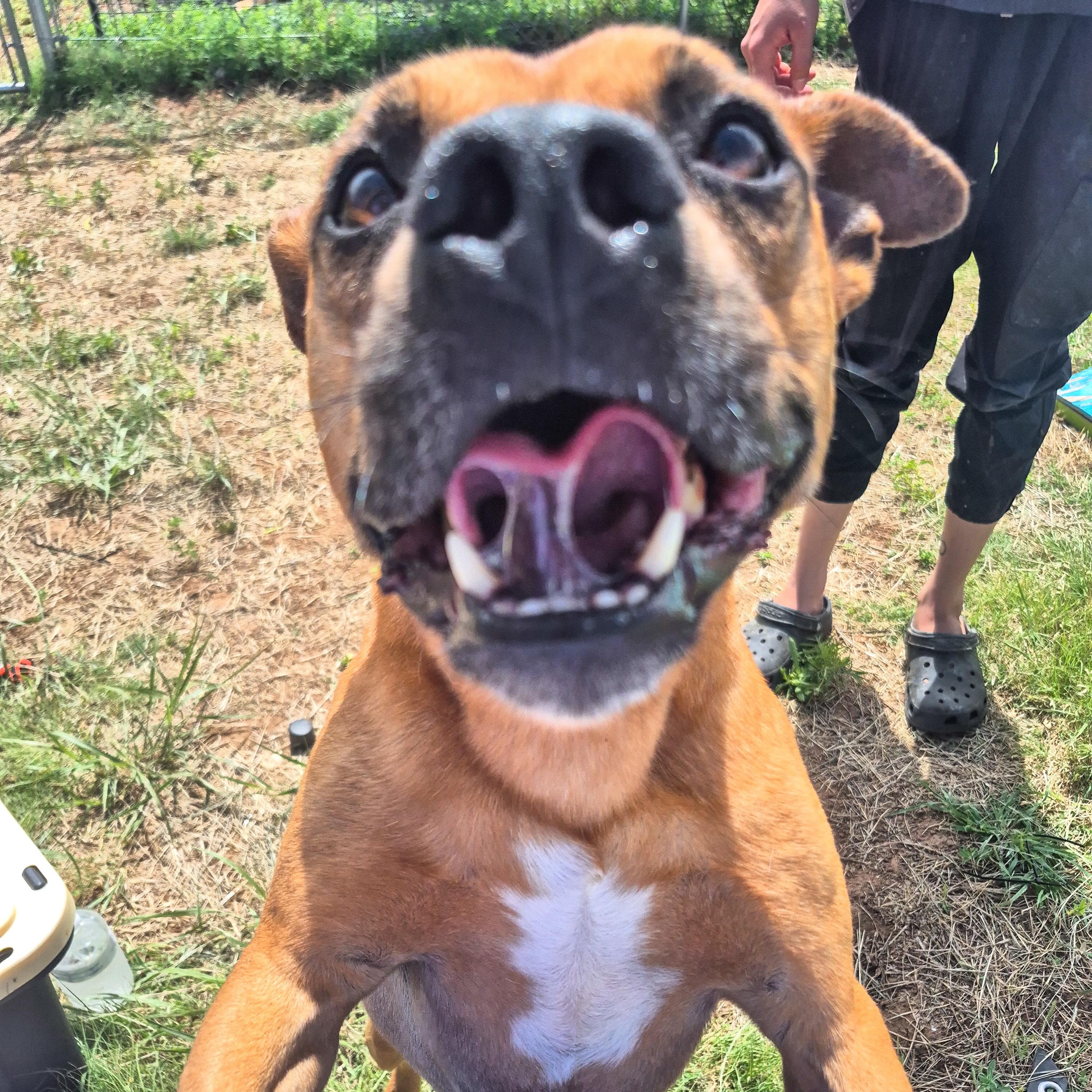 Rusty, an adoptable Mixed Breed in Canyon, TX, 79015 | Photo Image 4