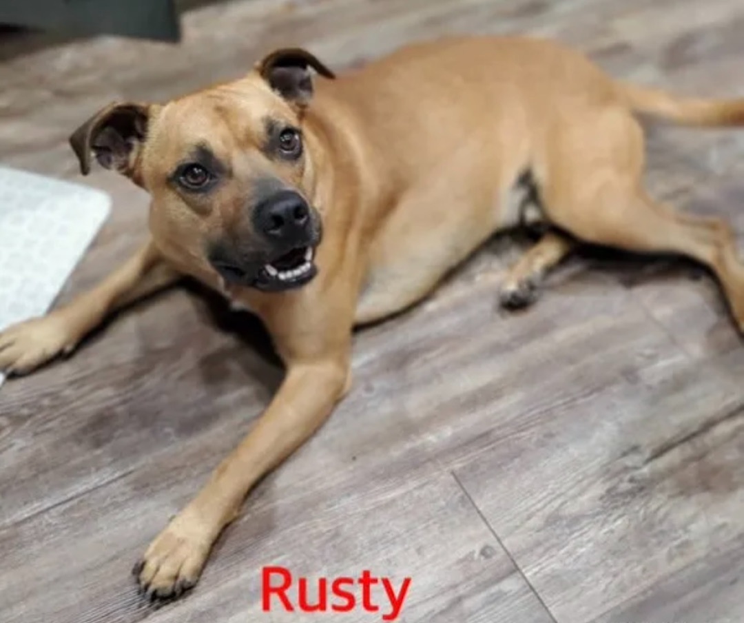 Rusty, an adoptable Mixed Breed in Canyon, TX, 79015 | Photo Image 2