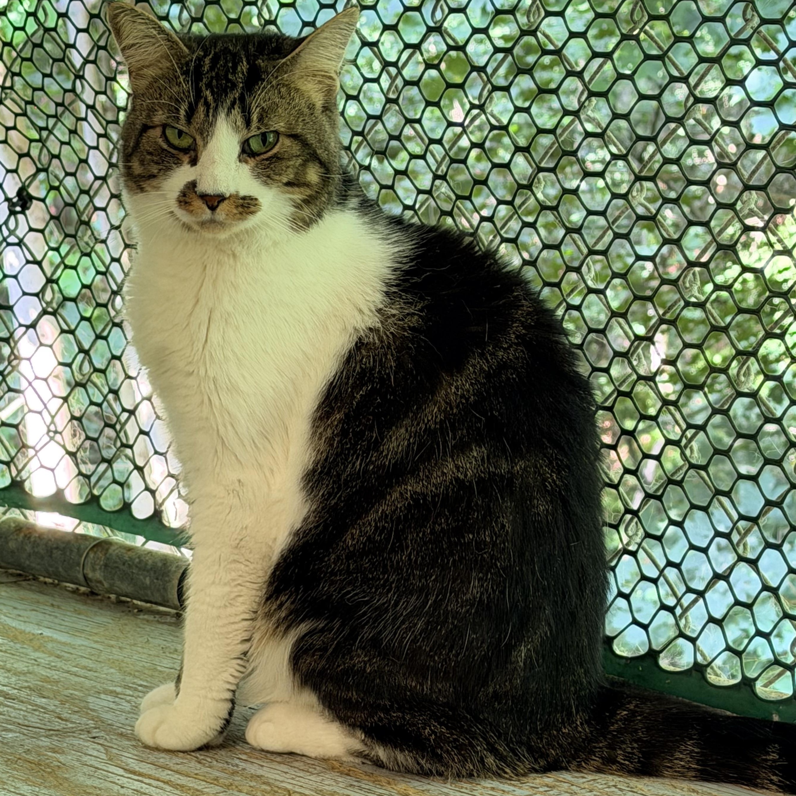 McKenna, a Adoptable Domestic Medium Hair in Pottsville, PA image 1/2
