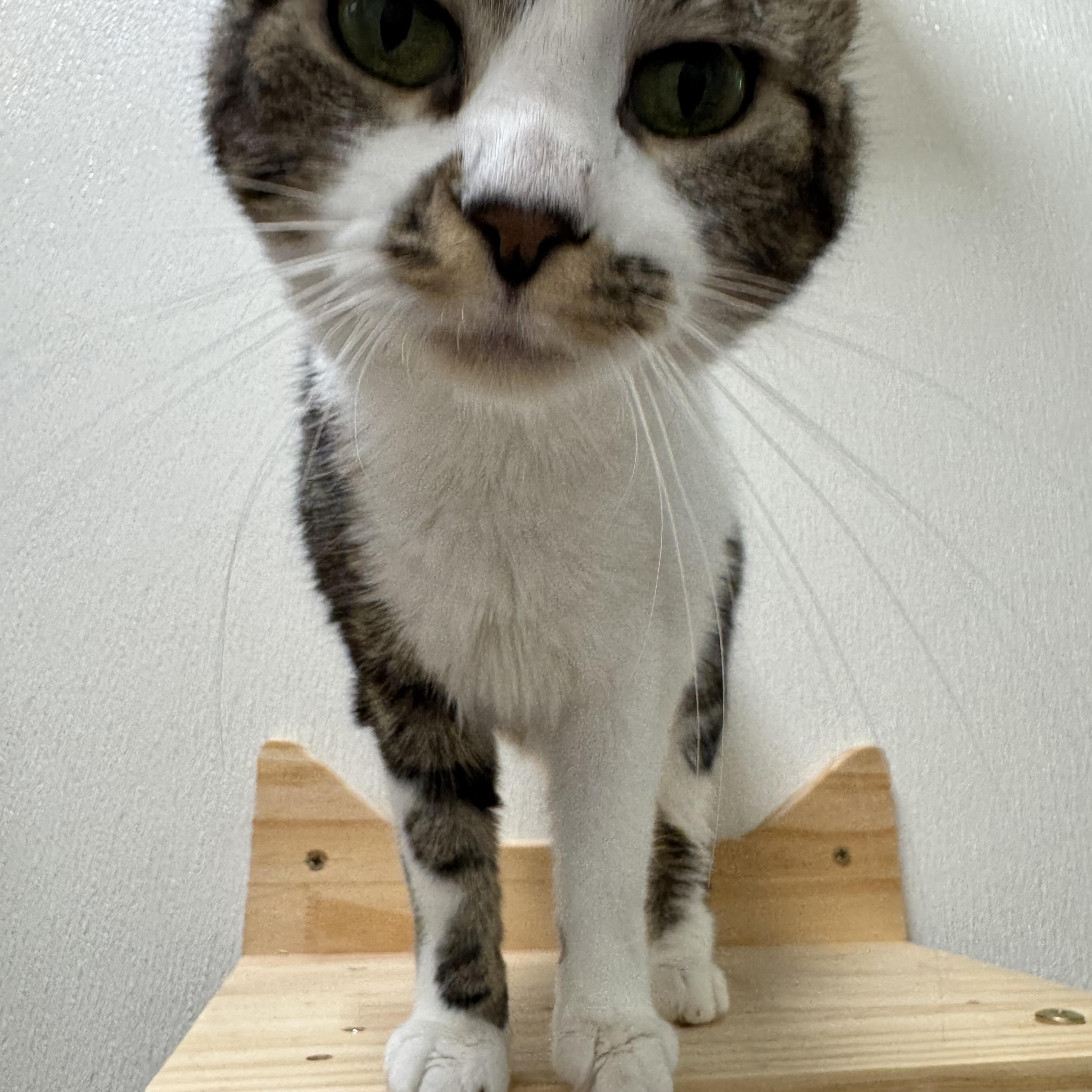 Enlarge McKenna, a Adoptable Domestic Medium Hair in Pottsville, PA image 1/1