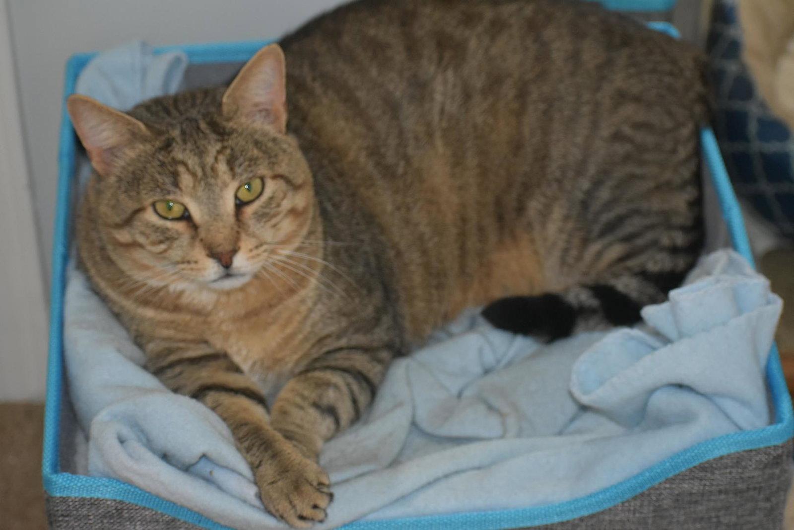 Enlarge Rupert, a Adoptable Domestic Short Hair in Greenfield, IN image 1/3
