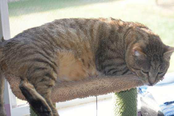 Rupert, Adoptable, Adult Male Domestic Short Hair.