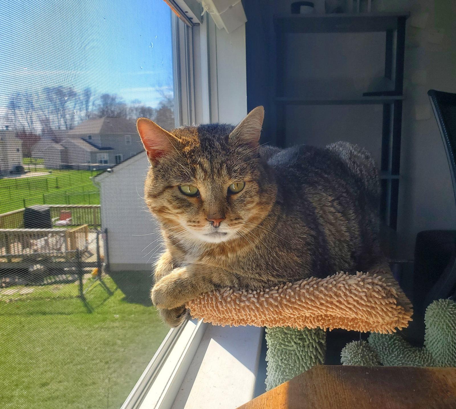 Enlarge Rupert, a Adoptable Domestic Short Hair in Greenfield, IN image 3/3