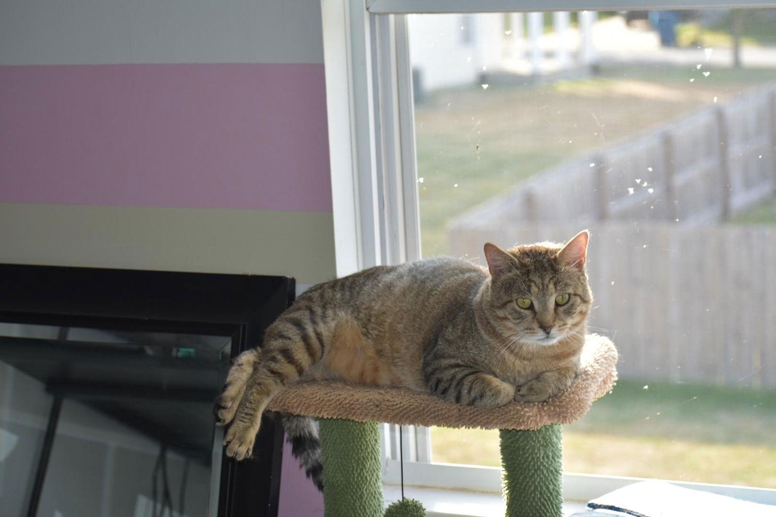 Enlarge Rupert, a Adoptable Domestic Short Hair in Greenfield, IN image 3/3