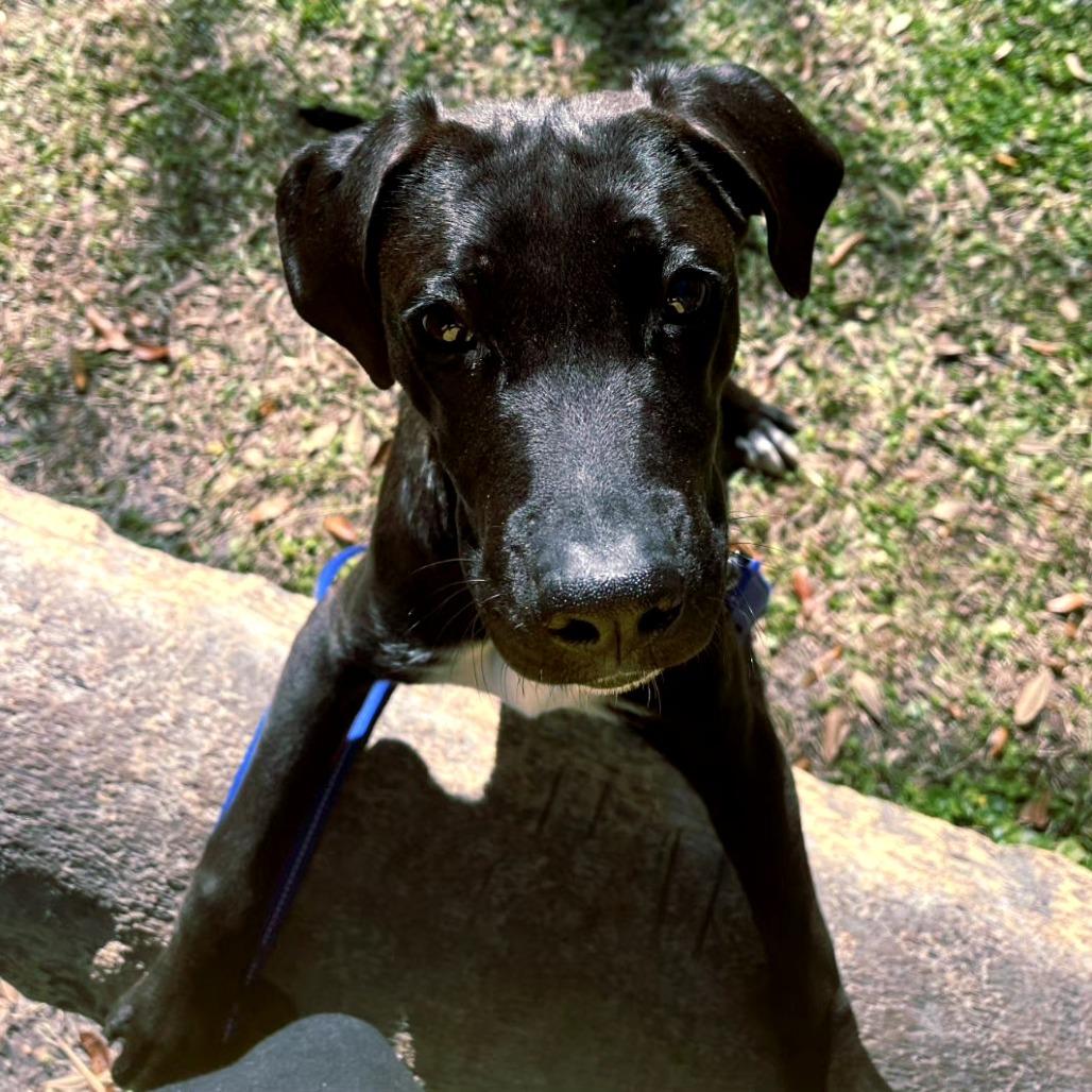 Buddy, Adoptable, Puppy Male Mixed Breed.