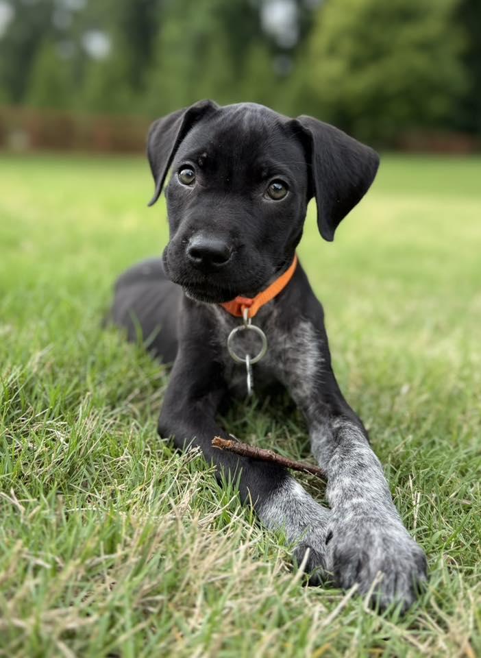 Mallard, Adopted, Young Male German Shorthaired Pointer.