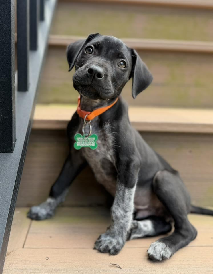 Enlarge Mallard, a Adopted German Shorthaired Pointer in Greenville, SC image 2/3