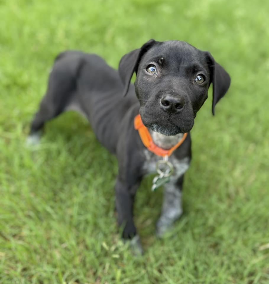 Enlarge Mallard, a Adopted German Shorthaired Pointer in Greenville, SC image 3/3