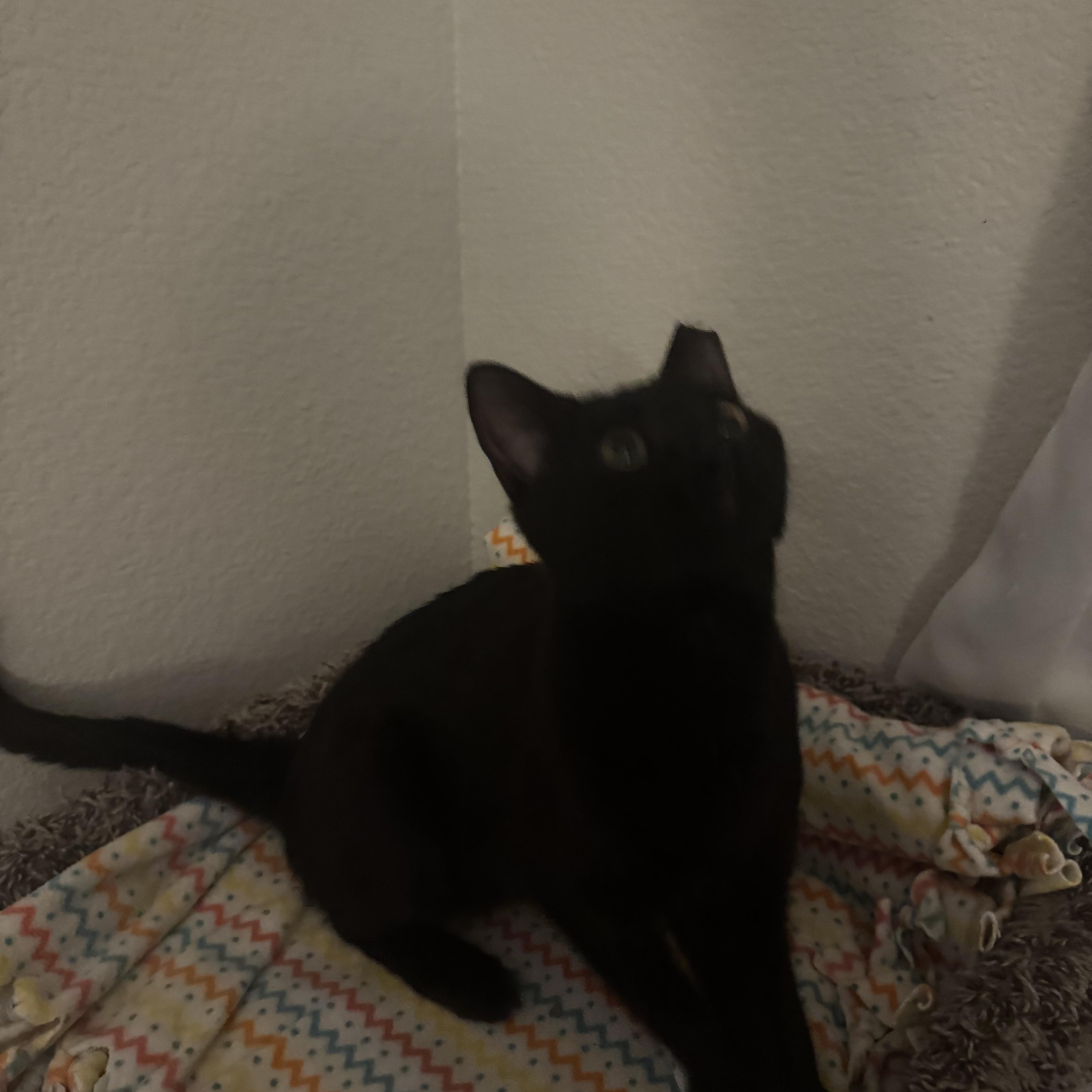 Enlarge Charlie, an adopted Domestic Short Hair in Fort Worth, TX image 2/2