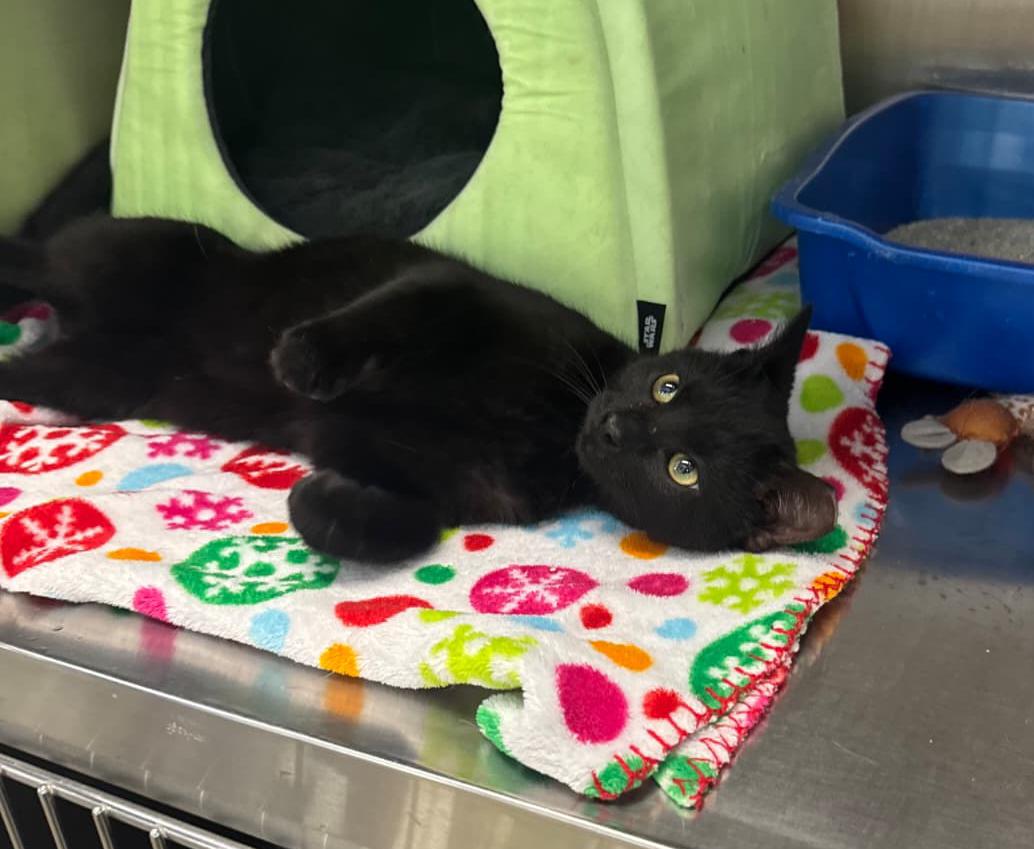 Charlie, adopted, Kitten Male Domestic Short Hair.