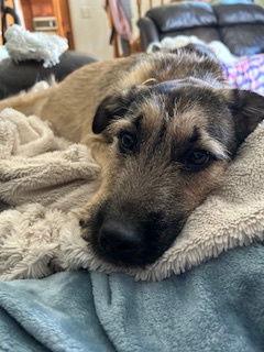 Birdie, a Adoptable Terrier in Brooklyn Center, MN image 1/3