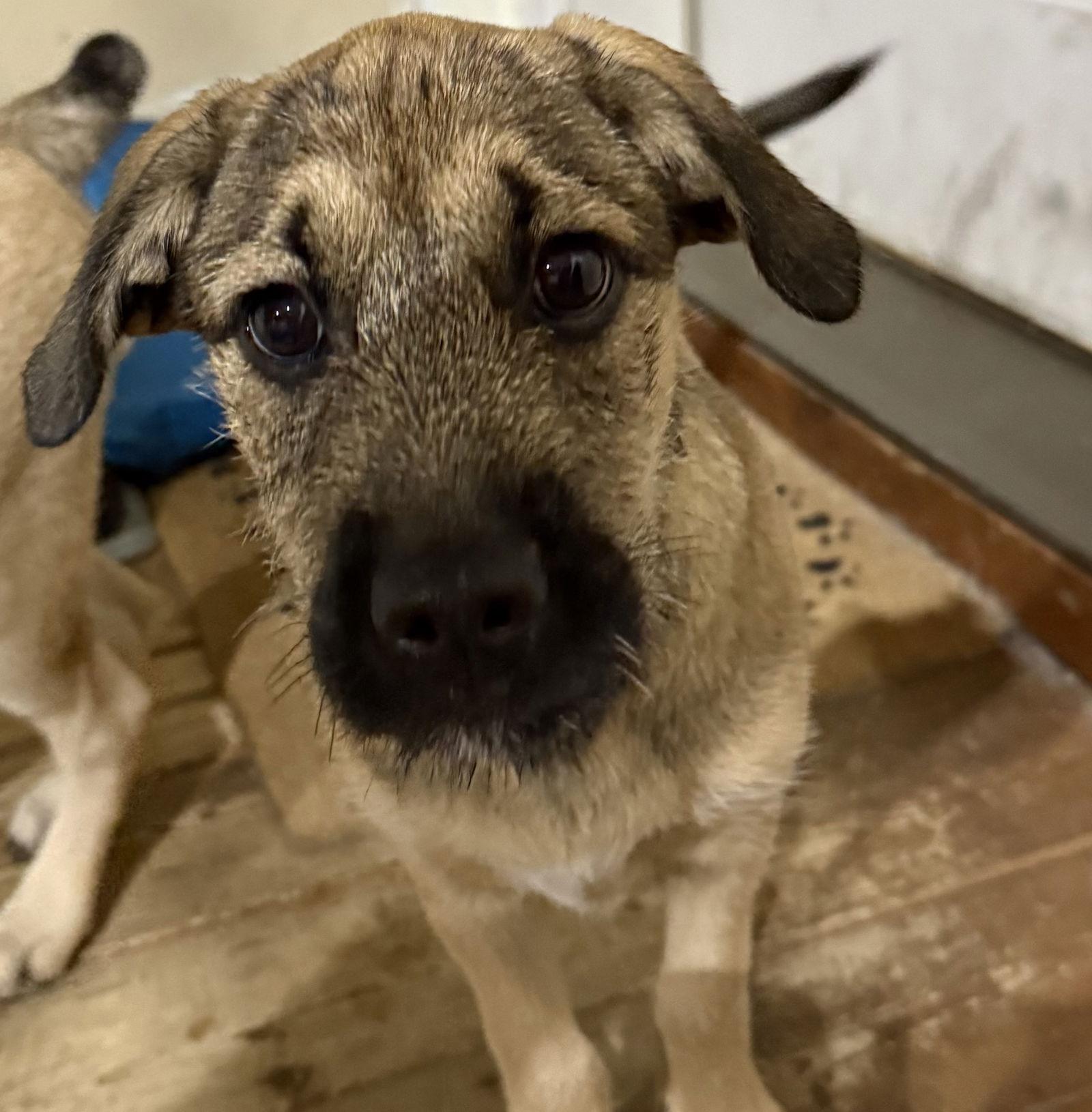 Birdie, a Adoptable Terrier in Brooklyn Center, MN image 3/3