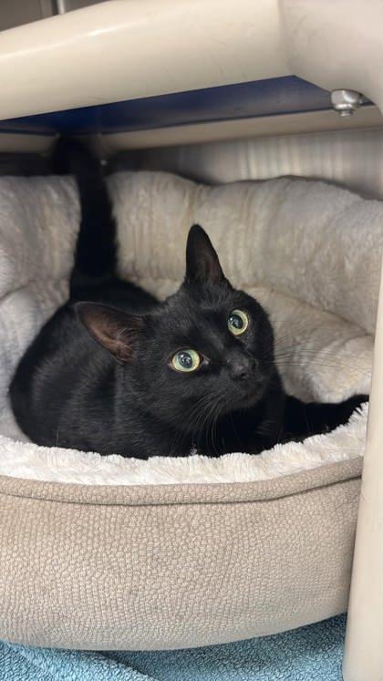 Enlarge Tinkerbell, a Adopted Domestic Short Hair in Annapolis, MD image 1/1
