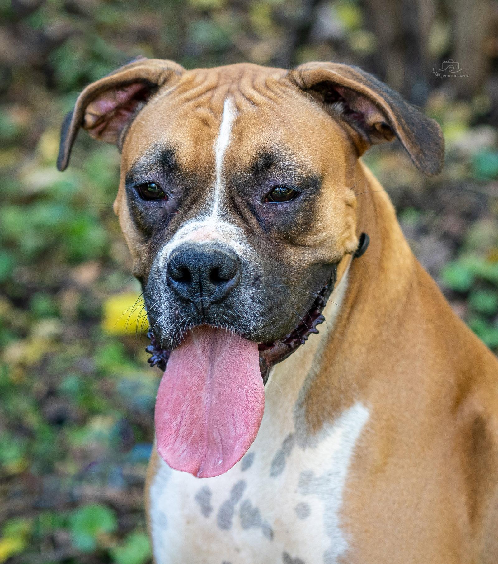 CELINE, Adopted, Adult Female Boxer.