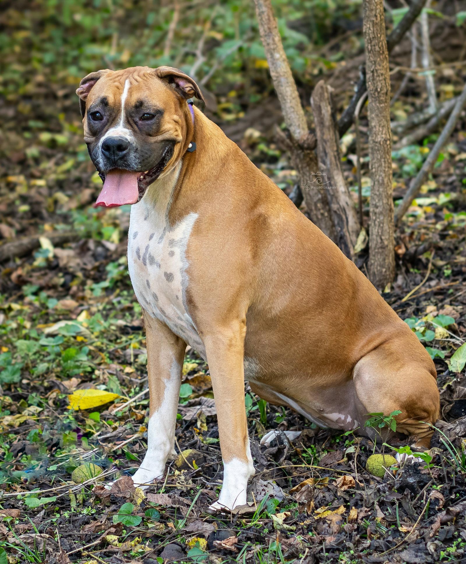 Enlarge CELINE, a Adopted Boxer in Franklin, TN image 2/3