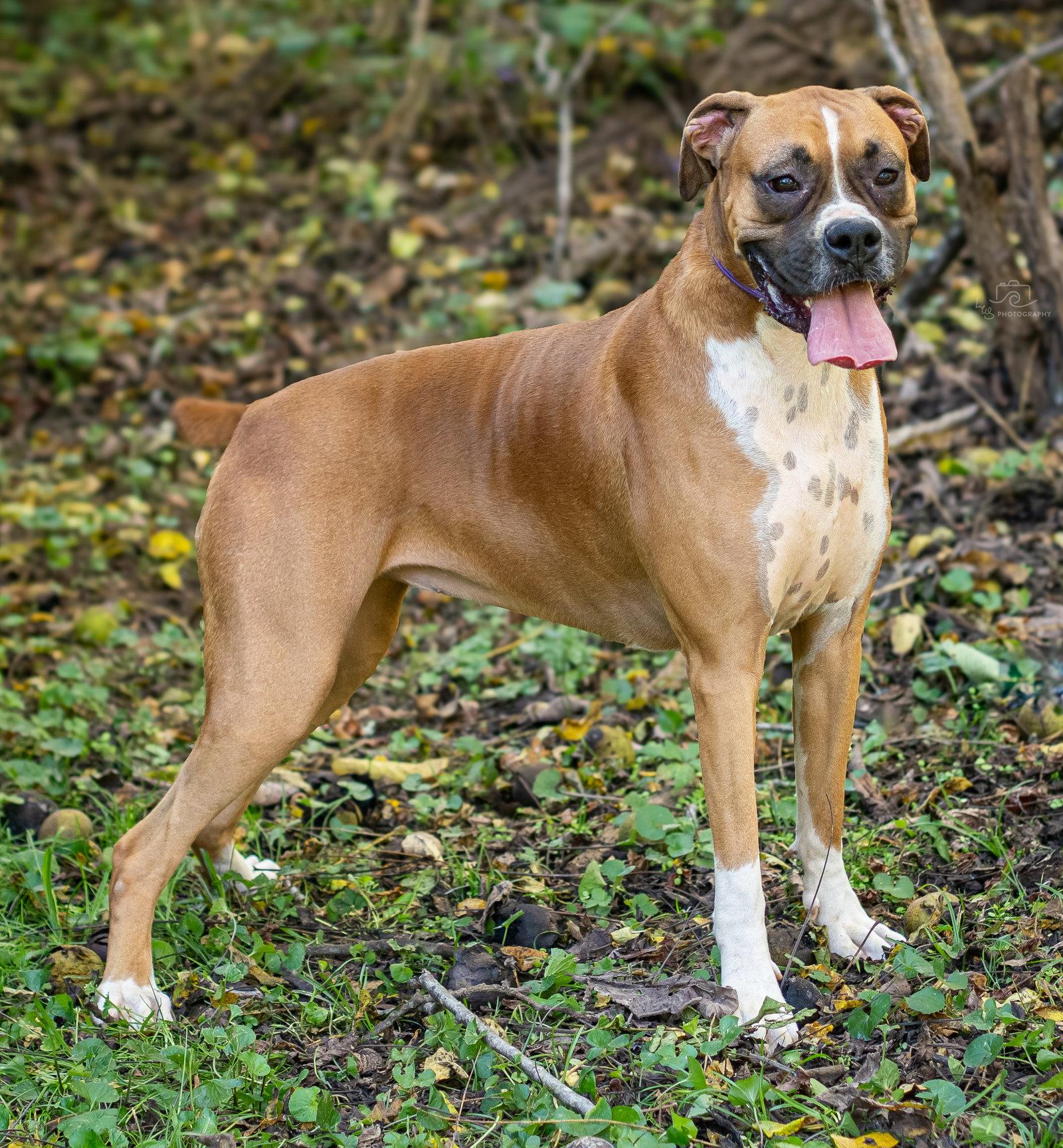 Enlarge CELINE, a Adopted Boxer in Franklin, TN image 3/3