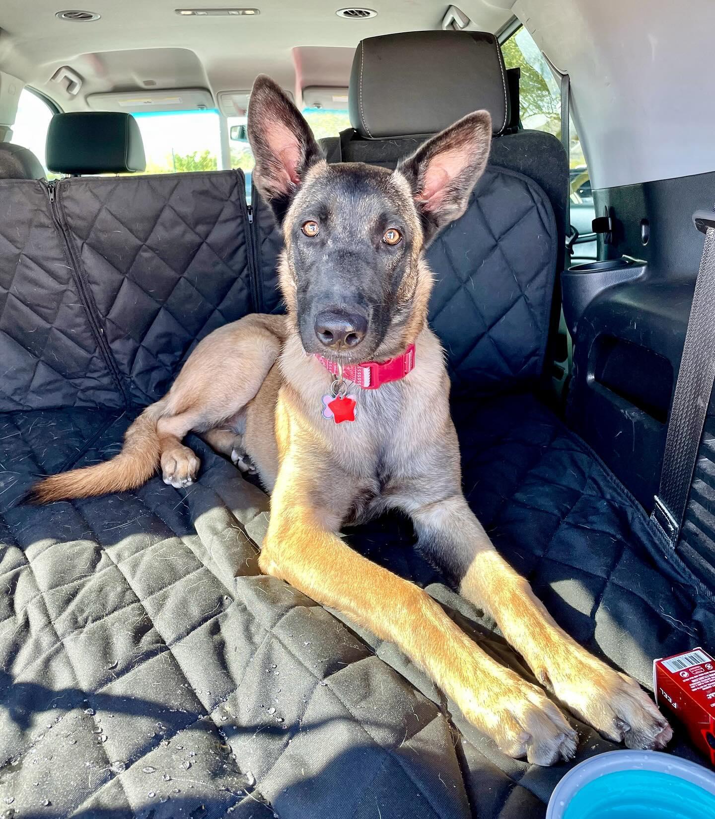 Enlarge Peach, a Adopted mixed breed in Phoenix, AZ image 2/3