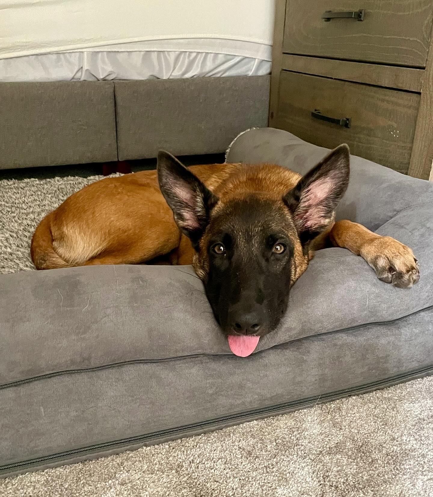 Enlarge Peach, a Adopted mixed breed in Phoenix, AZ image 3/3